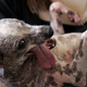 Illustration for article titled 10 Years Of The Worlds Ugliest Dogs